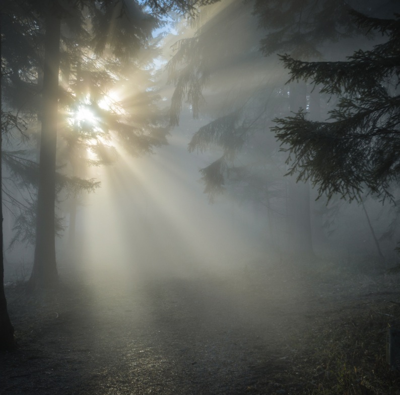 Ein nebeliger Wald